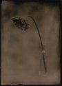 Flower in Vase