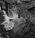 Late afternoon light in winterwood II