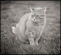 Stink-eye