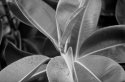 Plant IV