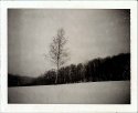 Lone Tree