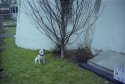 waiting dog