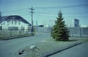 Lonesome Pine