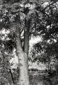 Tree and a post
