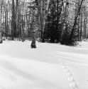 Guildwood II