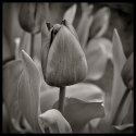 Tulip #1