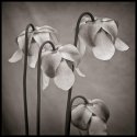 Sarracenia alata blossoms.
