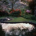 Mi Jardin Es Su Jardin, Morning