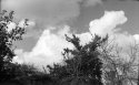 clouds bush