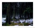 Remnants of Winter