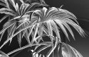 Plastic Plants 1
