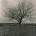 Farmer's Tree - Lith