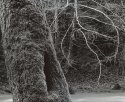 Two Trees, Slippery Rock Creek