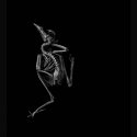 bird bones