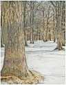 Trees in snow