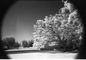 LA County Arboretum