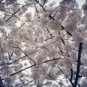 Cherry Blossoms, 2015