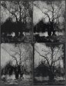 Four Willows