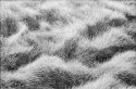 Old Rolls - Waves