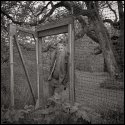 At the gate by the big Oak