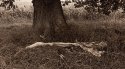 Fallen Branch