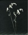Fall Grasses-02