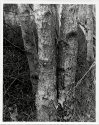 Bark