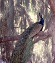 Tree-ed bird