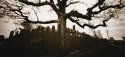 The Tree on the Corner