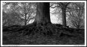 Roots