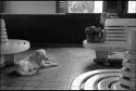 Dog Lunch
