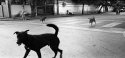 Three Dogs