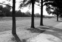 3 Trees