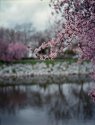 Blossom tree