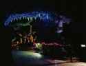 Zoo Lights
