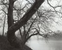 Sycamore and Kiski in Fog