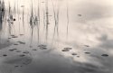 Grasses Lily Pads and Clouds, O'Neal Lake, Photostock 2014