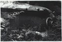Car Graveyard