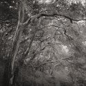 Oaks, Wildcat Gorge Trail
