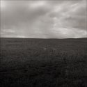 Fields off North Livermore Avenue, Livermore, California