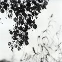 Leaves/grass