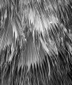 palms