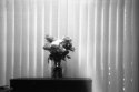 pinhole flowers