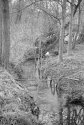 Small stream