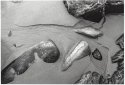 Beach Abstract