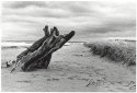 Buried Driftwood