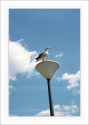 Watcher of the skies