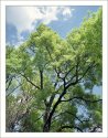 treetop