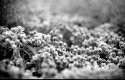 Dried Plants