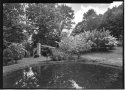 Pond, cook shed, dogwoods